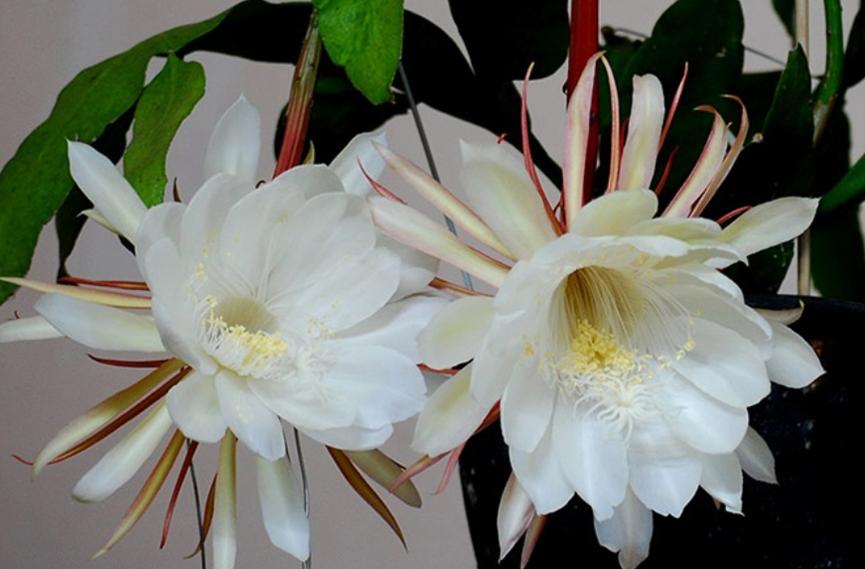 适合室内好养的花适合一年四季养,适合养在室内而且比较好养的花