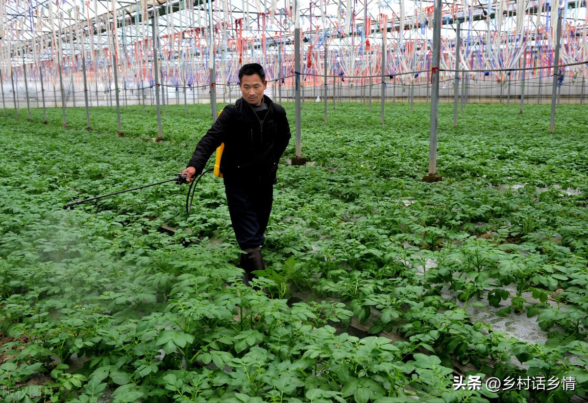 叶面肥早上使用好还是傍晚使用好,玉米叶面肥磷酸二氢钾使用方法