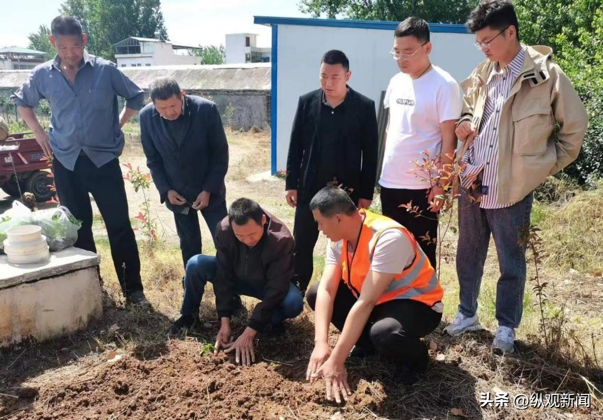 农民种植蔬菜免费送,免费送鸡苗给农户