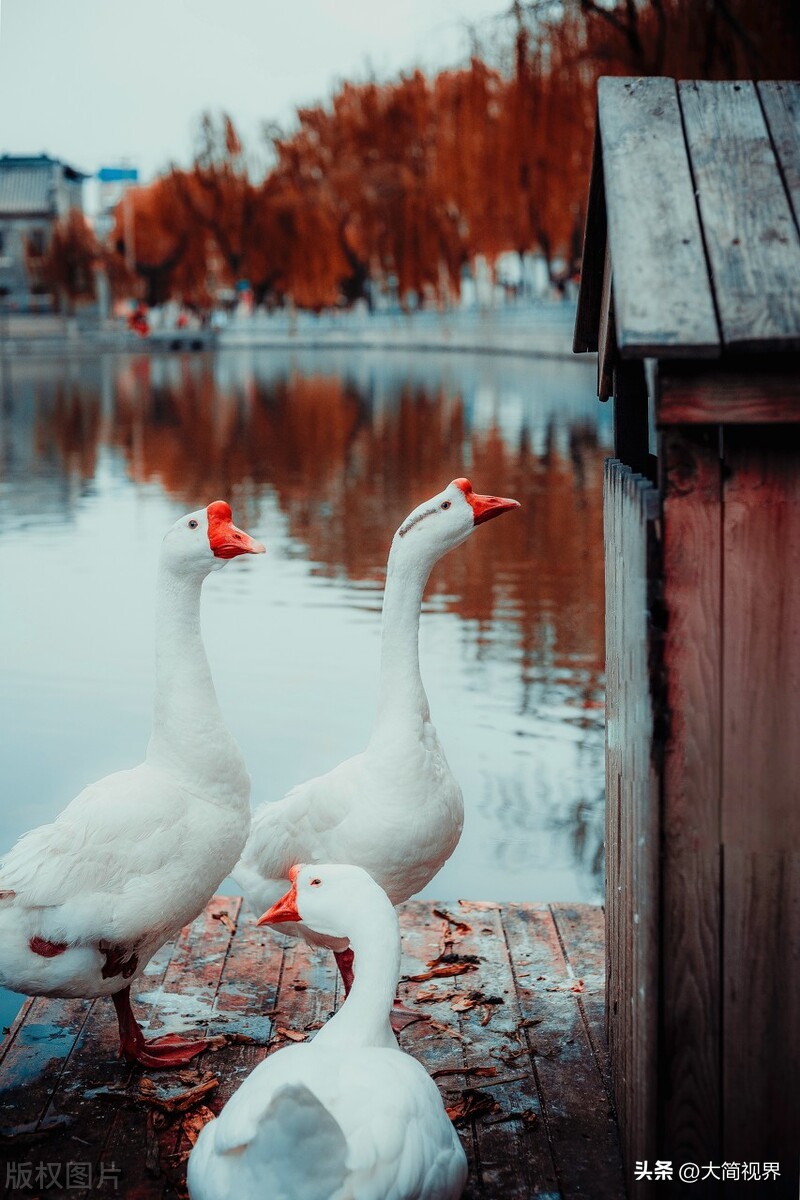 济南的冬天老舍,济南的冬天原文电子版