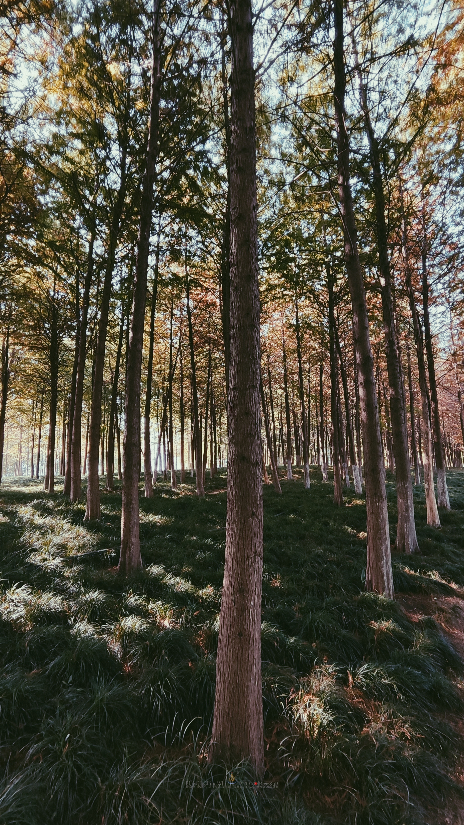 武汉内环大沙湖旅游,武汉沙湖公园最新视频
