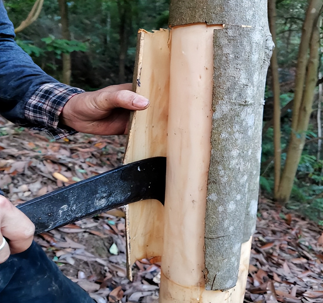 桂皮是桂花树还是桂圆树,剥桂皮后桂树会死吗