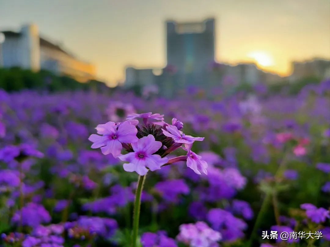 南华大学校花全集,校花南华大学