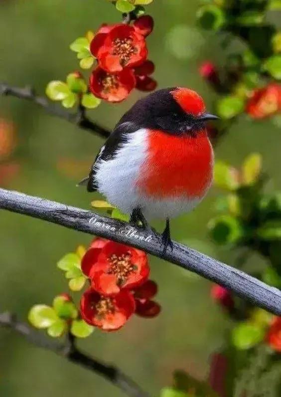 奇怪的小鸟视频,稀奇古怪的鸟