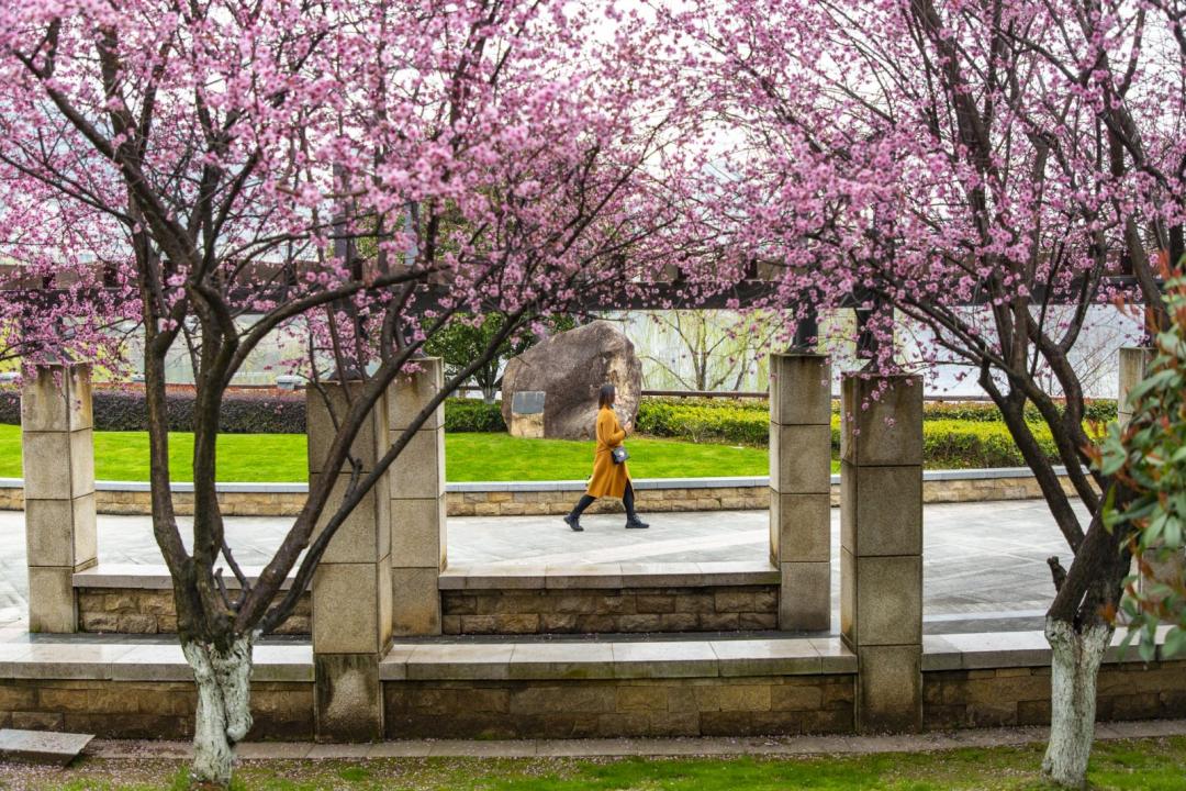 春暖花开时正是游湖赏花季,千岛湖四月赏花季节
