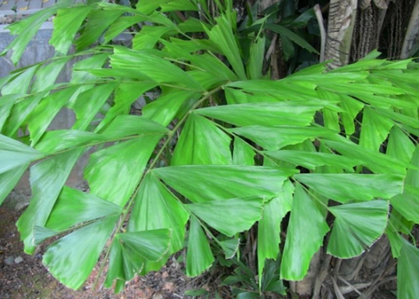 迪拜适合养什么植物,迪拜常见花草