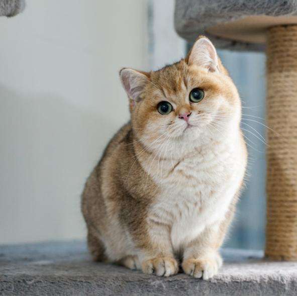 哪种猫不臭比较好养,盘点猫界很香的几种猫