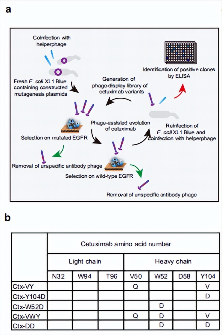 最新nature抗癌药,nature子刊高盐饮食竟能抗肿瘤