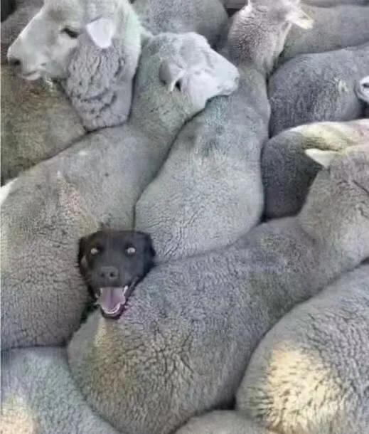 高烧39.5度全身疼怎么办,高烧39.5有多难受