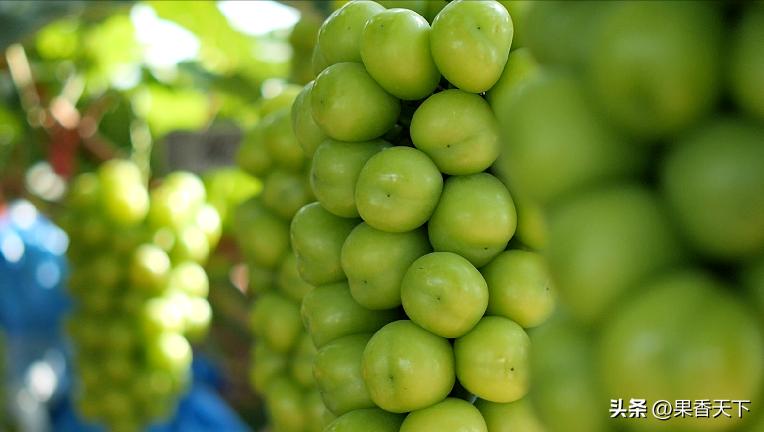 20亩阳光玫瑰卖285万是如何实现的,栽种60亩阳光玫瑰一年收入多少钱