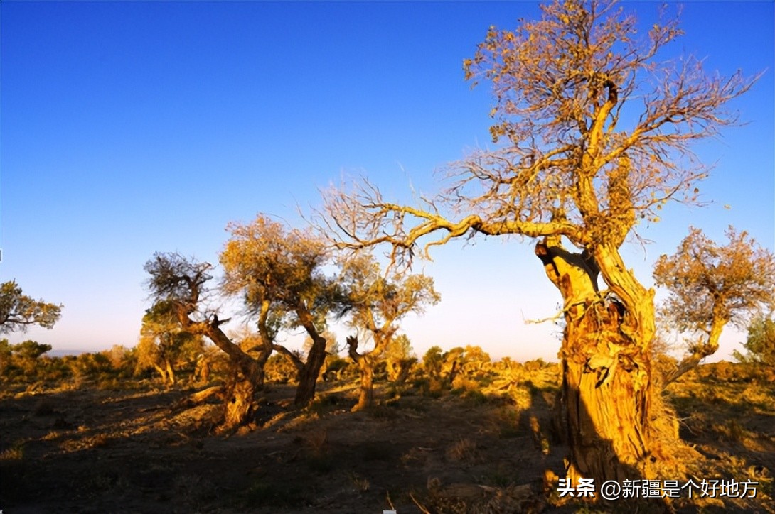 暑假北疆旅游攻略详细,五一适合去南疆还是北疆