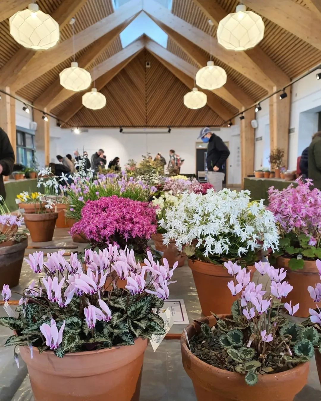 养仙客来花的教程,养仙客来需要的温度