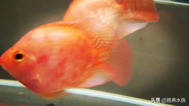 红鹦鹉鱼最长能养几年呢,红鹦鹉鱼怎么养才正确