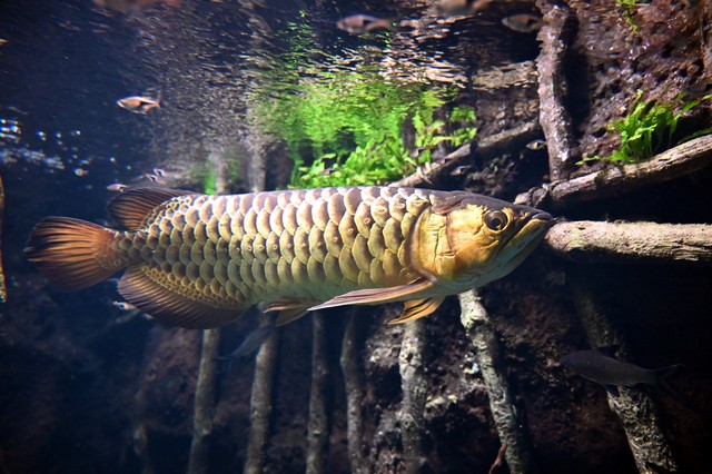 硝化菌净水剂稳定剂什么不同,净水剂和硝化菌哪个净水效果好