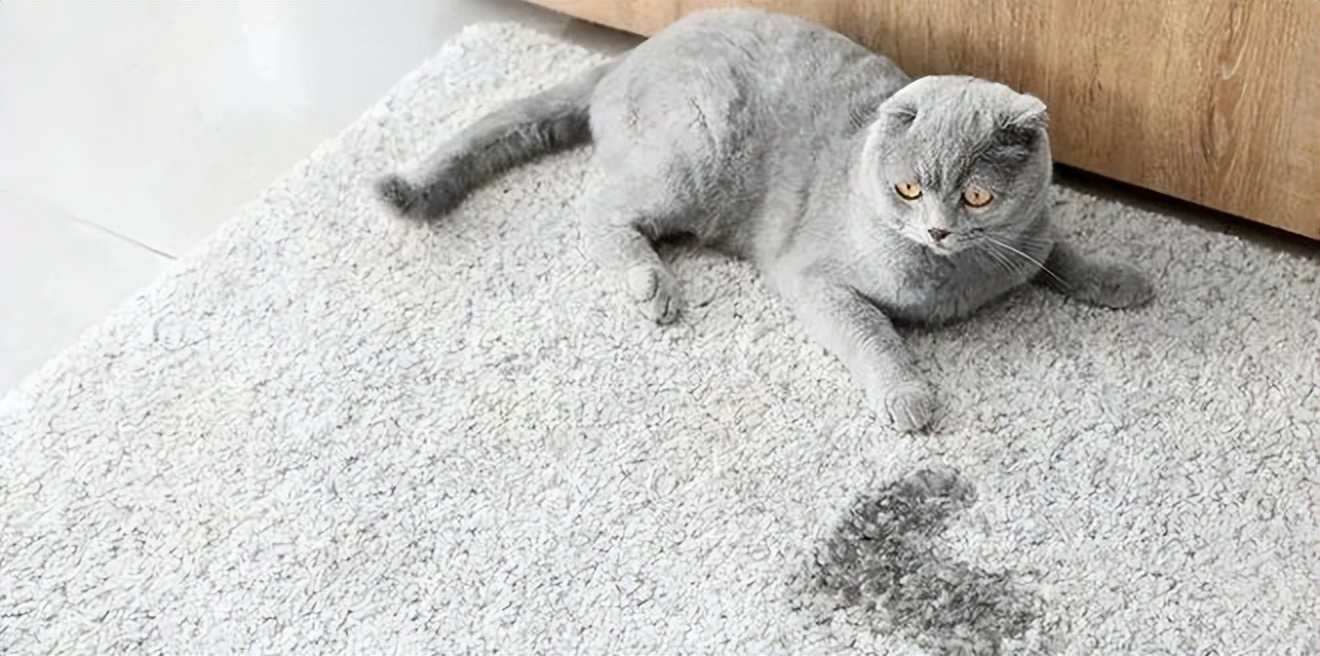 主人不在家猫咪乱拉乱尿什么原因,怎么去除猫咪的尿味让它不乱尿