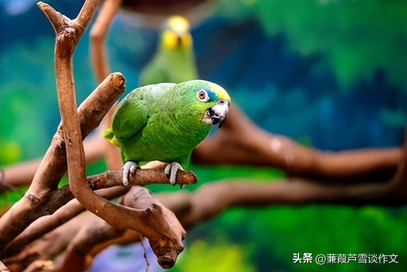 说明文，文艺范，好玩又好看——阿宝老师的“作文经”（二三八）