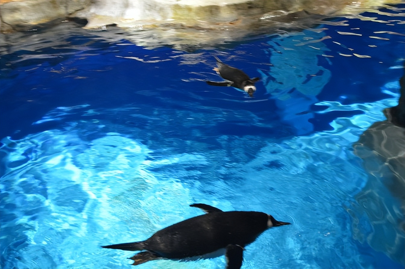 玩的就是心跳香港海洋公园,香港海洋公园经典