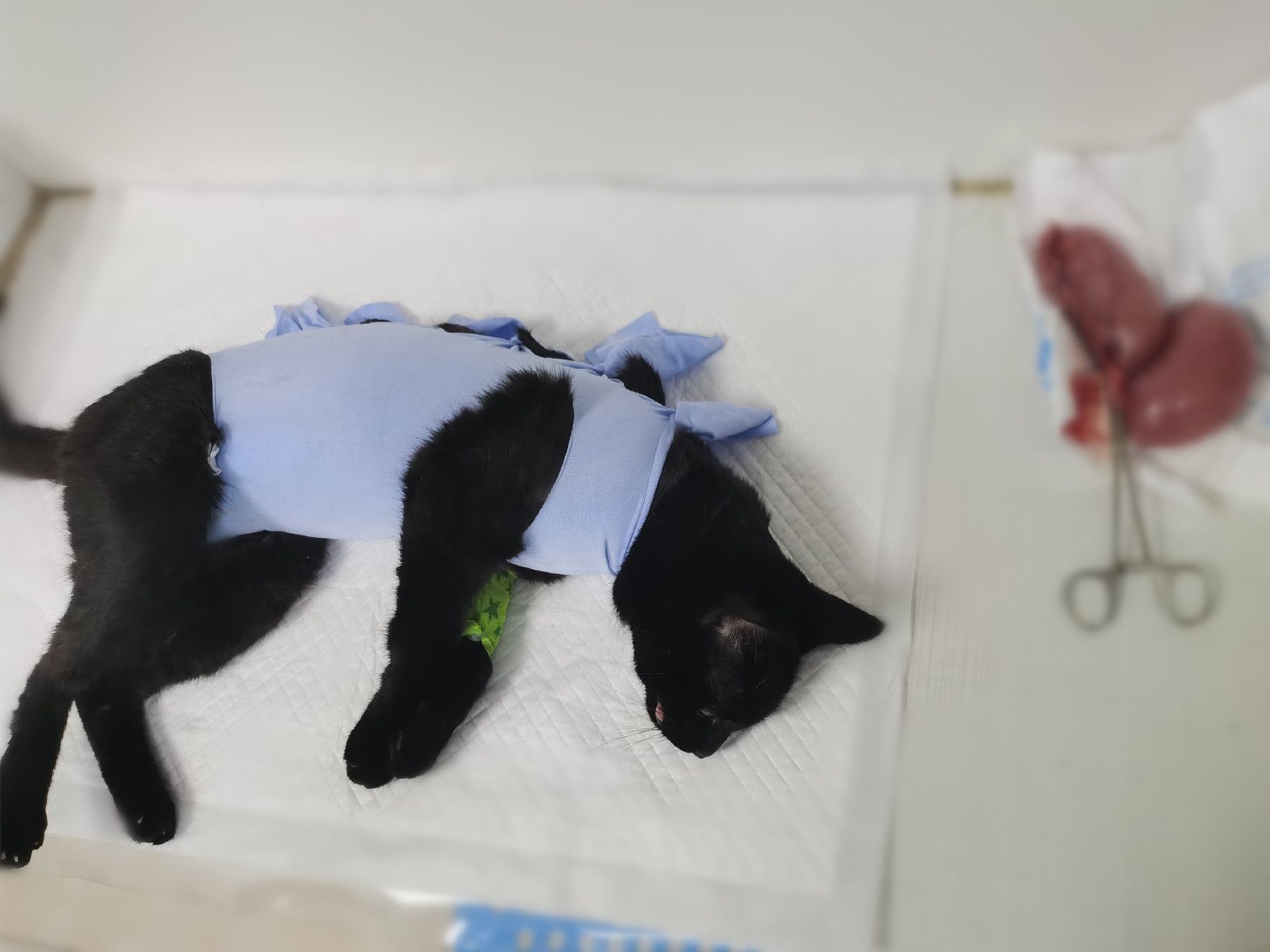 猫咪发情时，会有哪些表现与特征？