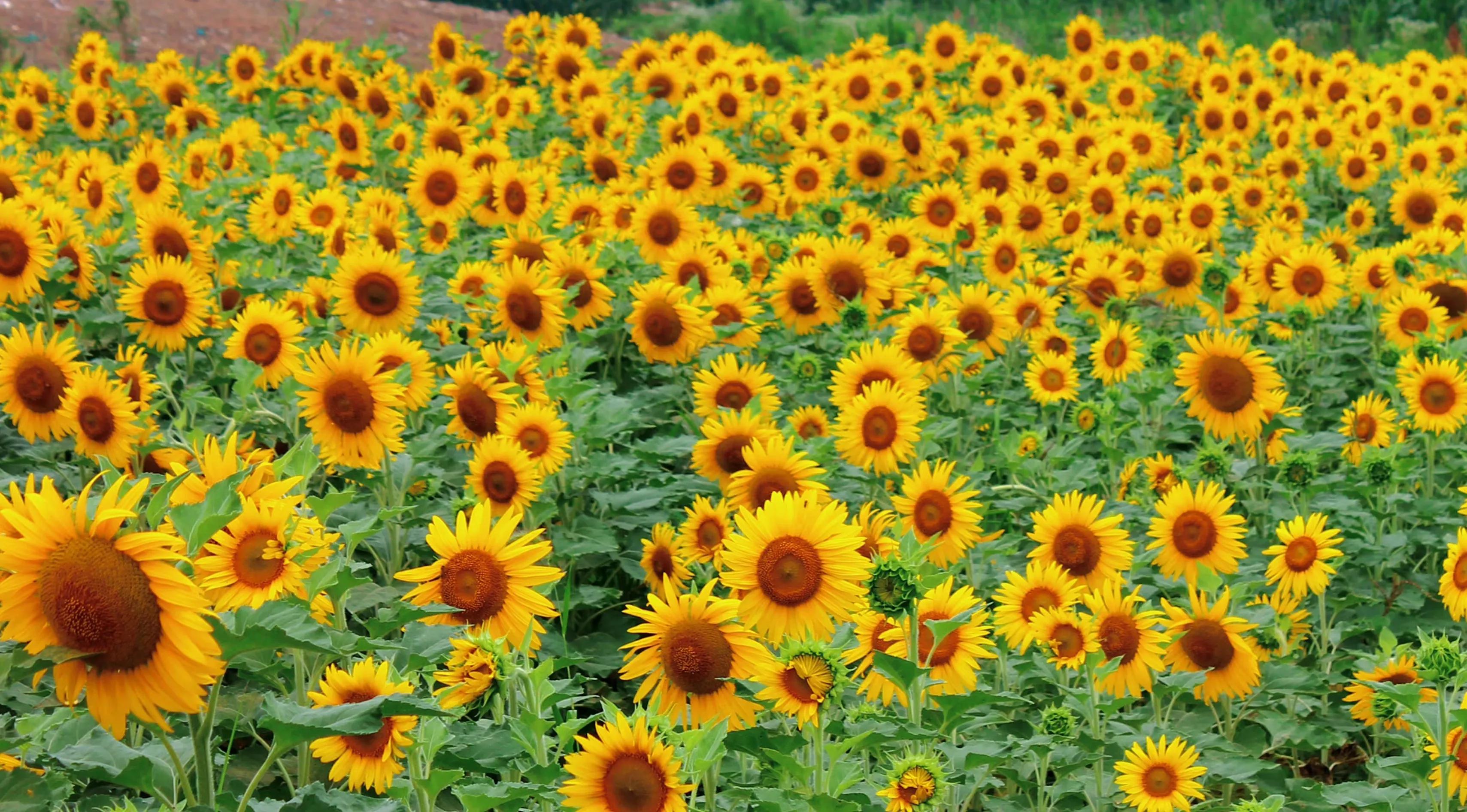 向日葵向阳而生阳光明媚,生如夏花向日葵