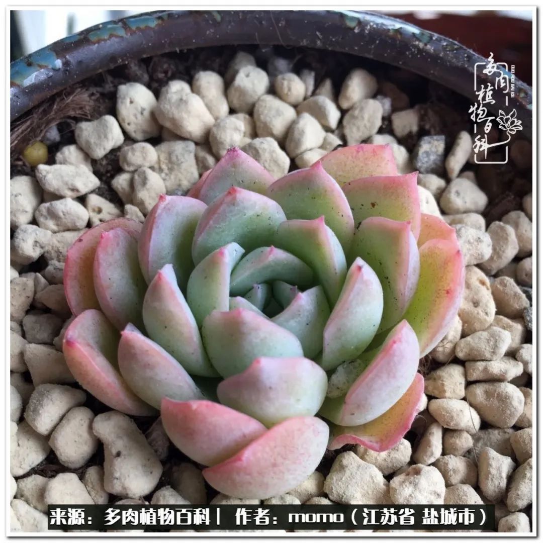 露养一个月的多肉图片,露养多肉春天外面过夜么