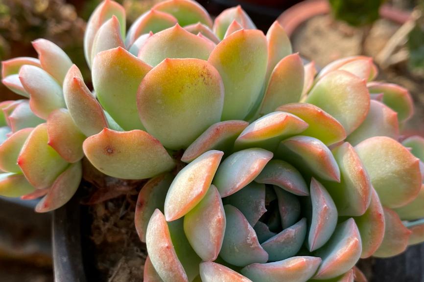 月影系最好养的多肉,月影系多肉最好养的品种