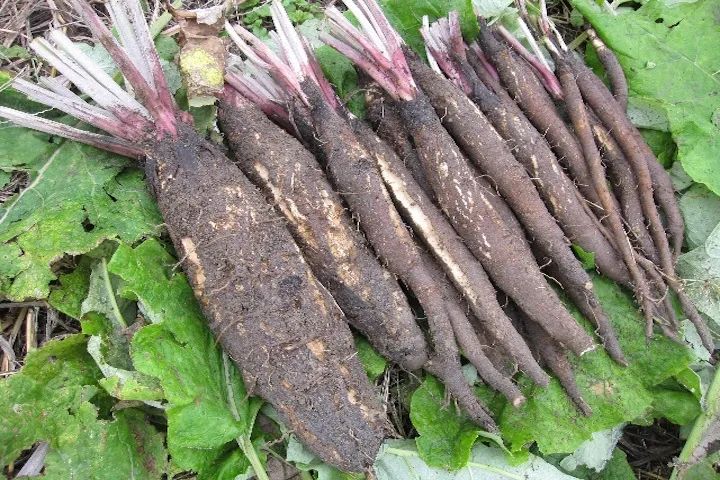 根类食物大全 (5种根菜类的食材)