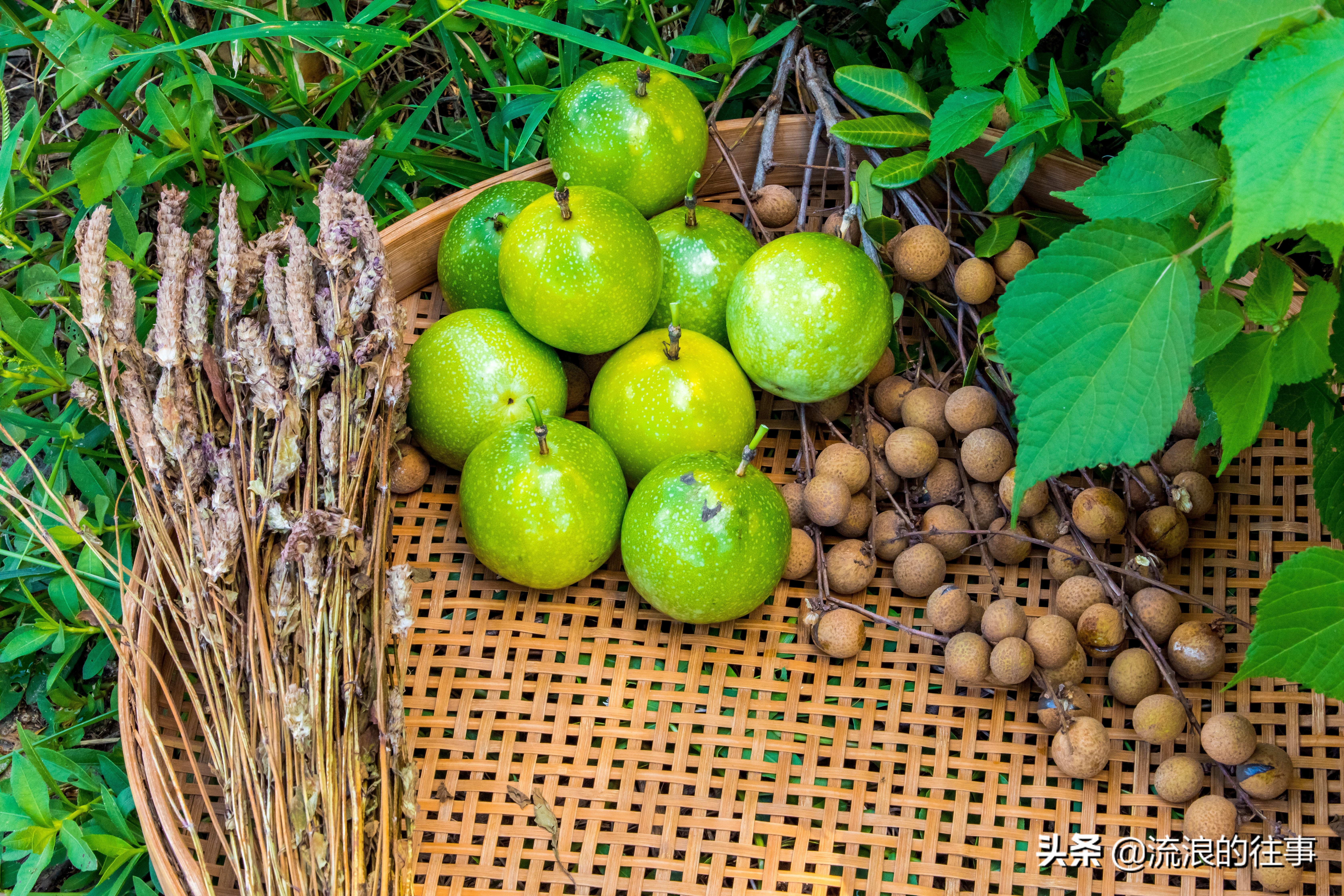 当下黄金百香果最好的品种是,日本黄金百香果什么品种好