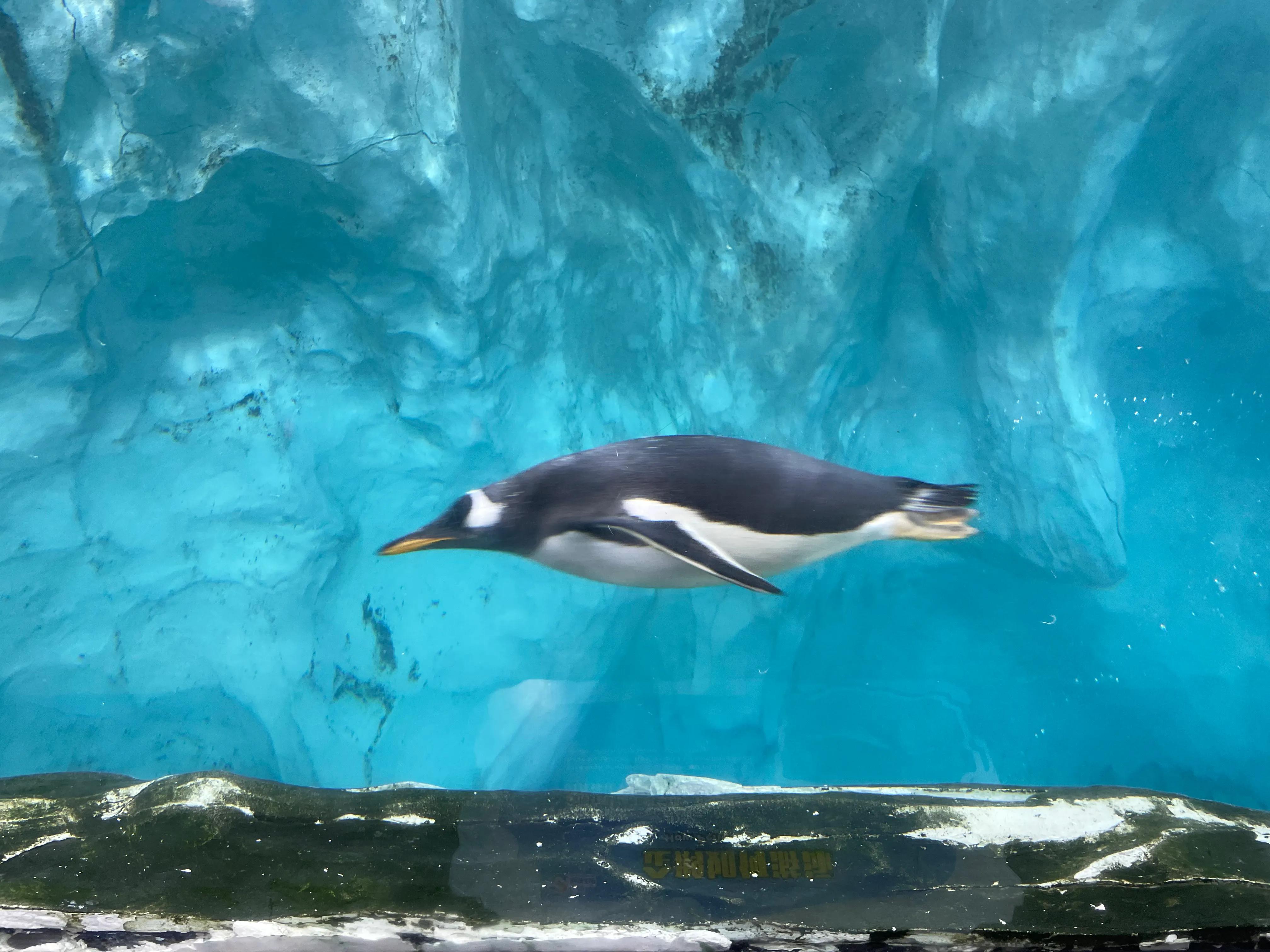 长隆动物园和珠海海洋王国哪个好,珠海长隆海洋王国与长隆动物园