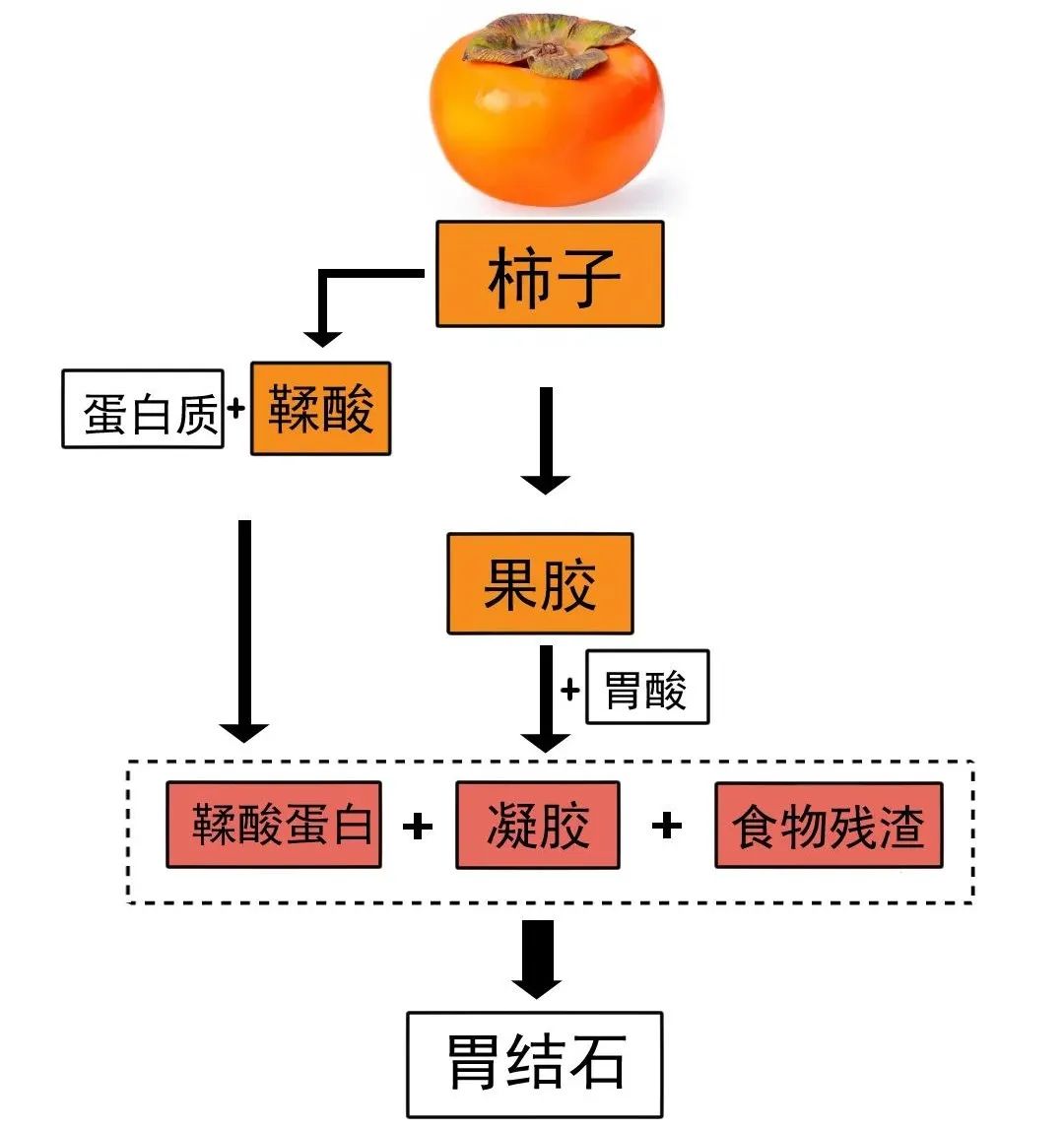 柿子肾病能吃吗,柿子肾功能不全可以吃吗