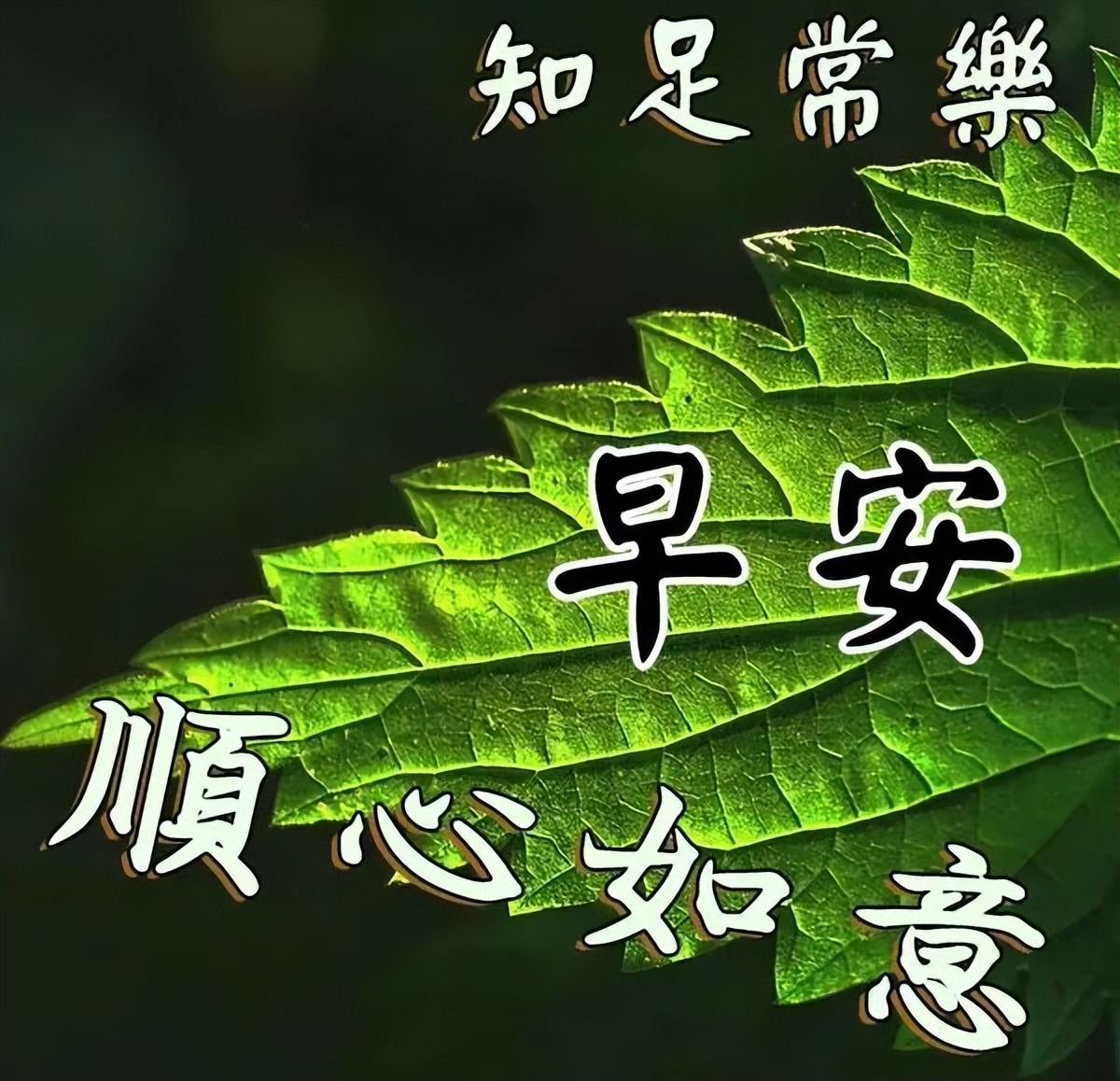 早安送给朋友们的问候祝福句子,早安语录心语心愿