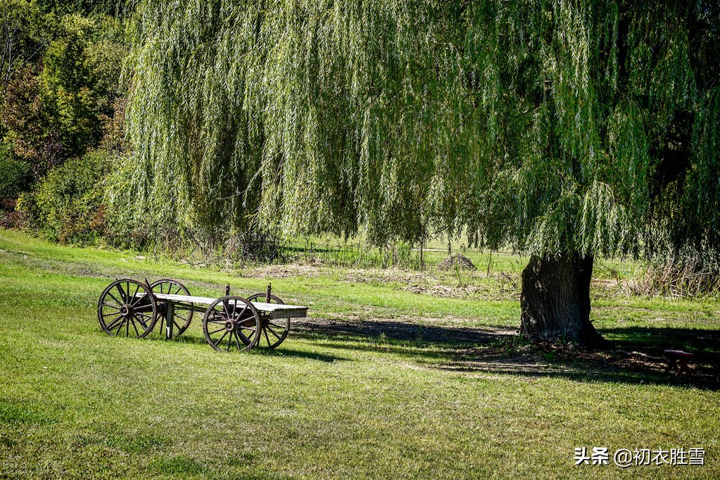柳树的诗夏季,夏日柳树诗词