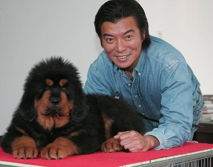 如今藏獒现状,藏獒价格为什么断崖式下跌