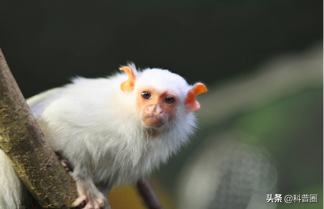 神农架深处被列为禁区的现象,神农架深处为何被列为禁区进不去