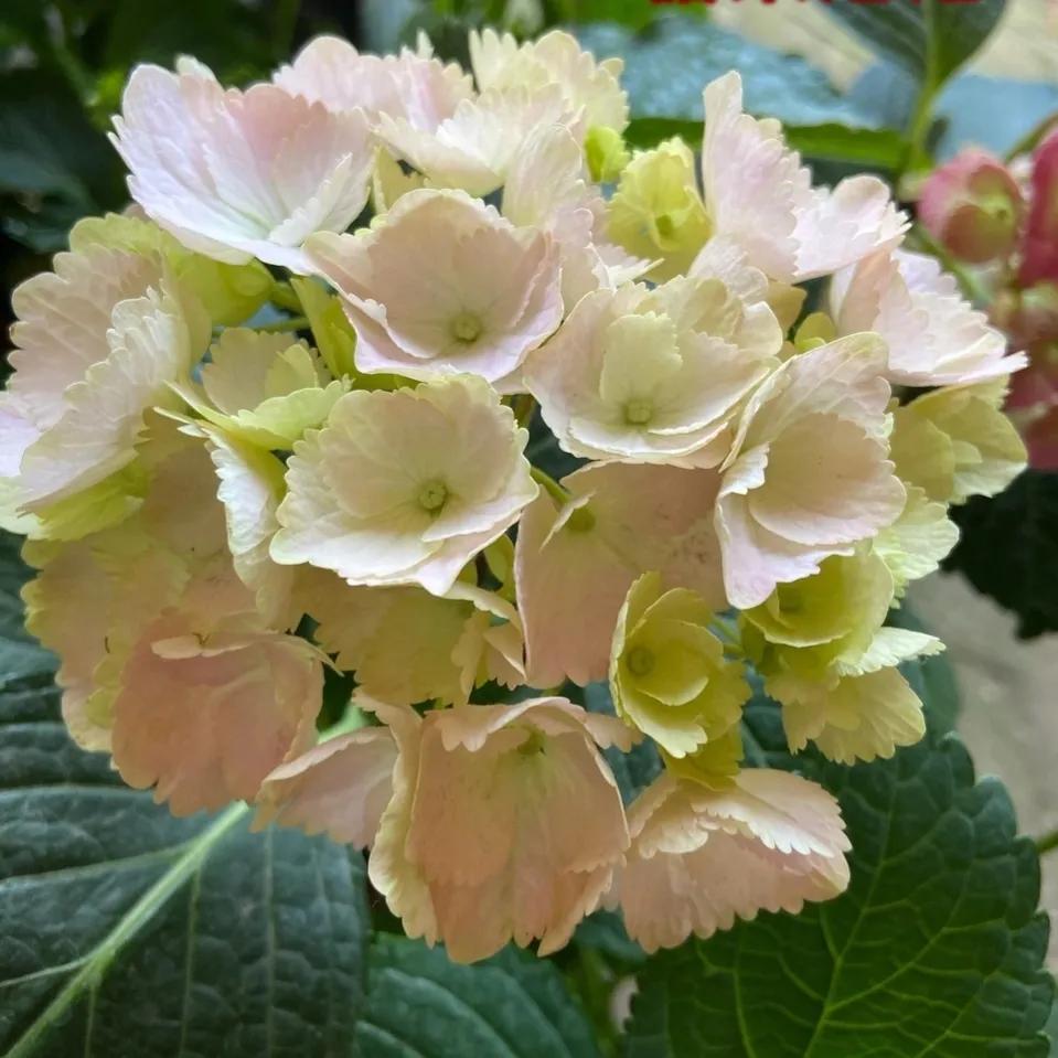 开眼界了!五大突出特征让这种“球花”魔力无限,人见人爱