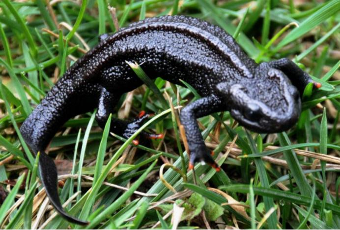 大鲵选育研究和病毒疫苗研发