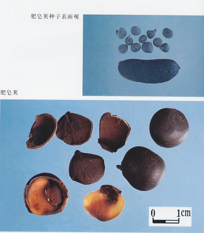 带你识别中草药,带你识别好茶