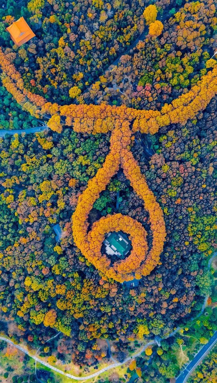 南京的法国梧桐秋天图片,南京法国梧桐秋天