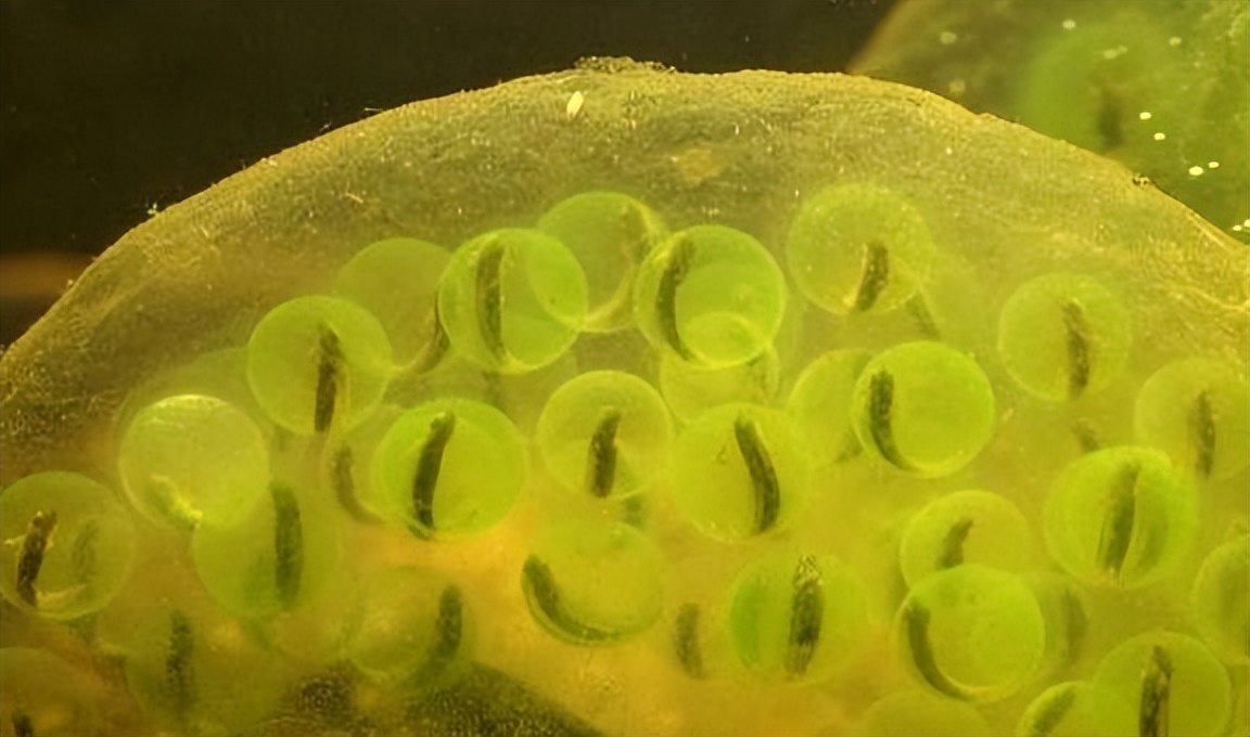 海关查处的蝾螈有哪些,上海海关查获蝾螈后续