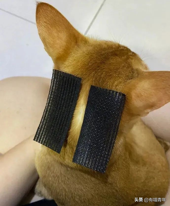 养猫的100个怪癖,养猫变态