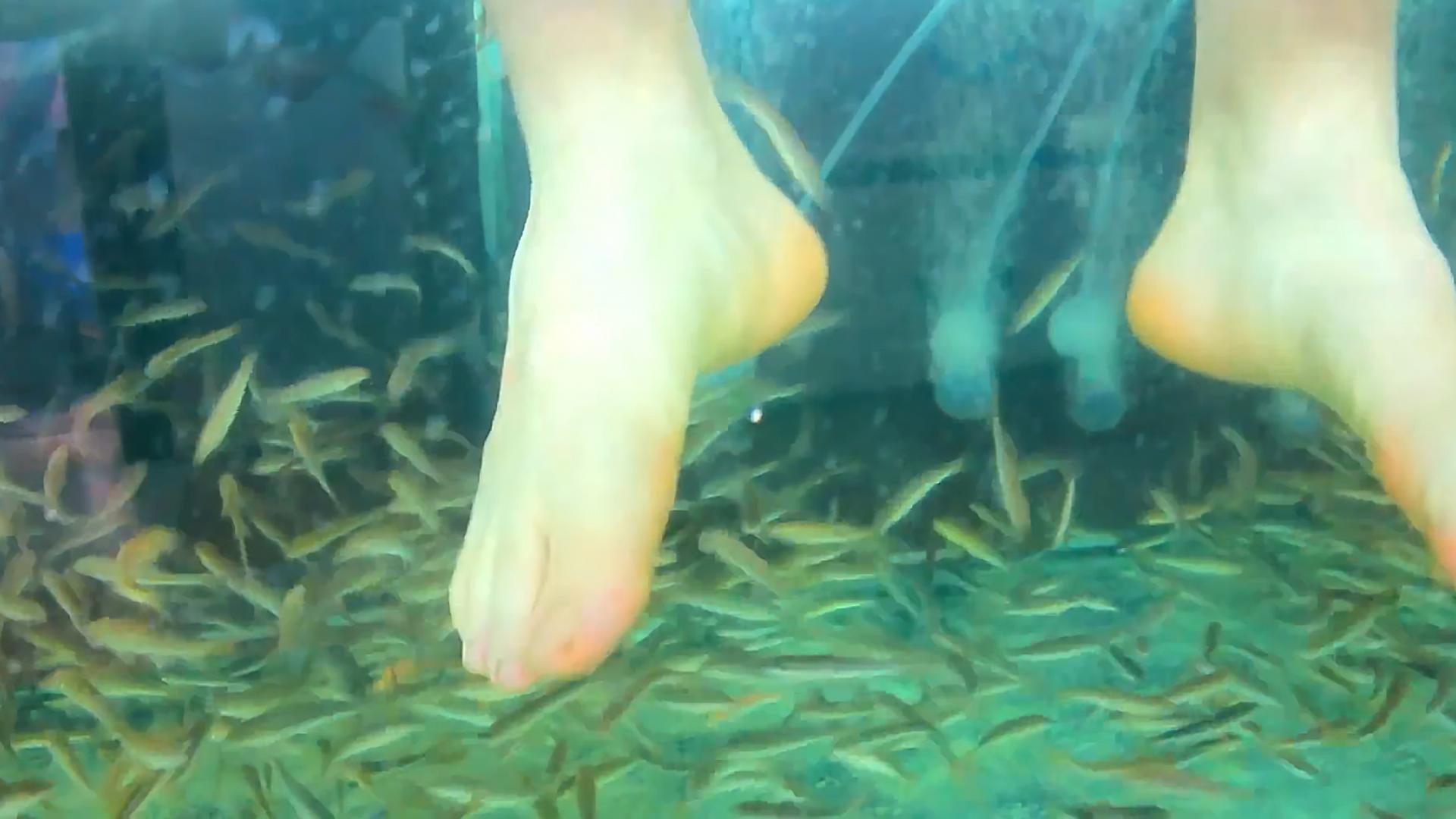 足疗店的小鱼最后去了哪儿,足疗店的小鱼能吃吗