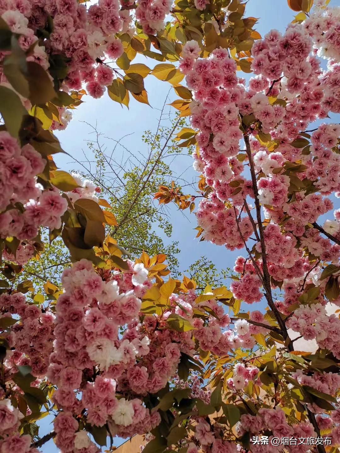 烟台2018年赏花攻略全集,春天烟台赏花地点推荐芝罘区