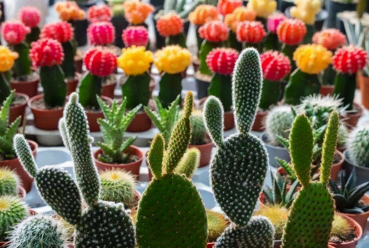 家里不能养的10种花,家里不能养的四种花