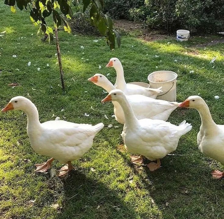 绿色背景图ins高级感小图,干净的背景图ins风冬日高清