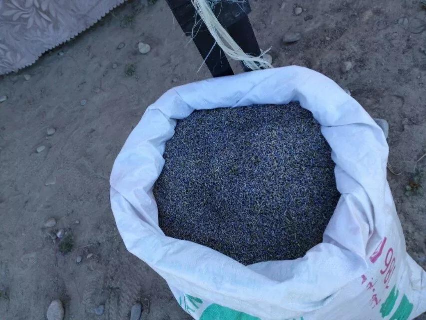 伊犁的薰衣草,伊犁的薰衣草是什么景点