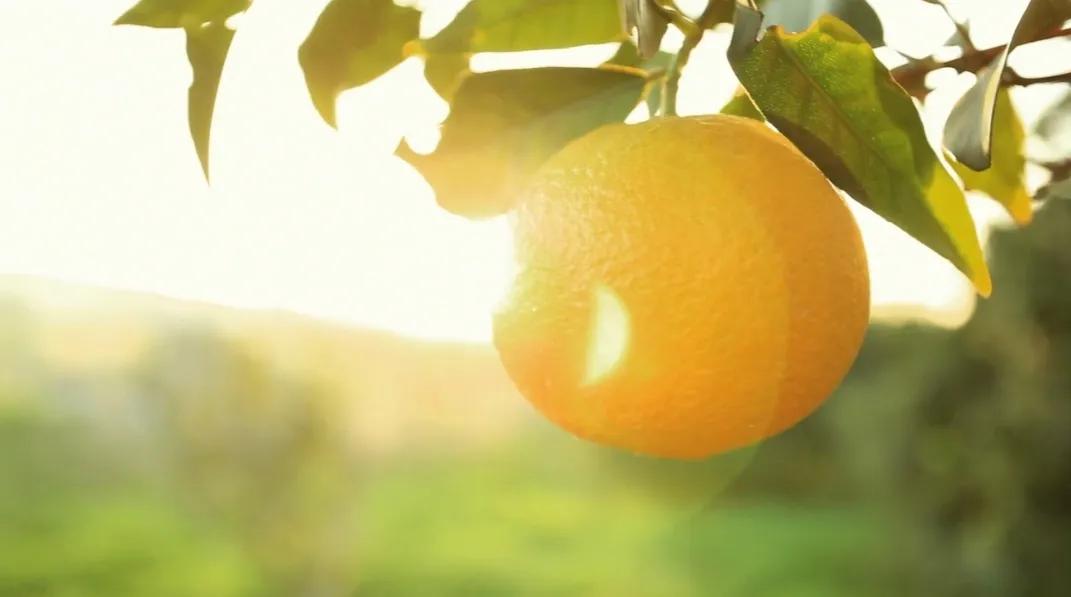 炎热的夏天吃什么水果解暑,夏天即将过季的水果