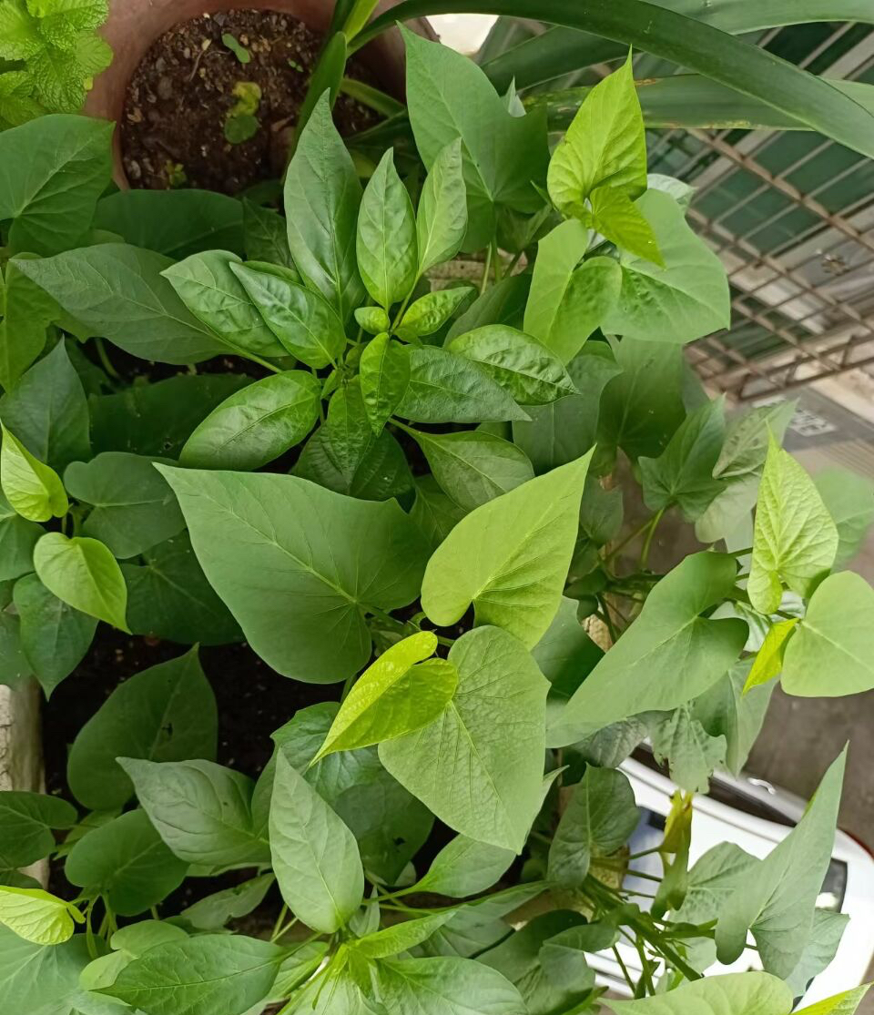 阳台种什么菜比较好,阳台适合种什么菜长得快