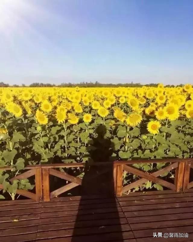 多彩生活金秋十月,多彩夏日生活英语作文