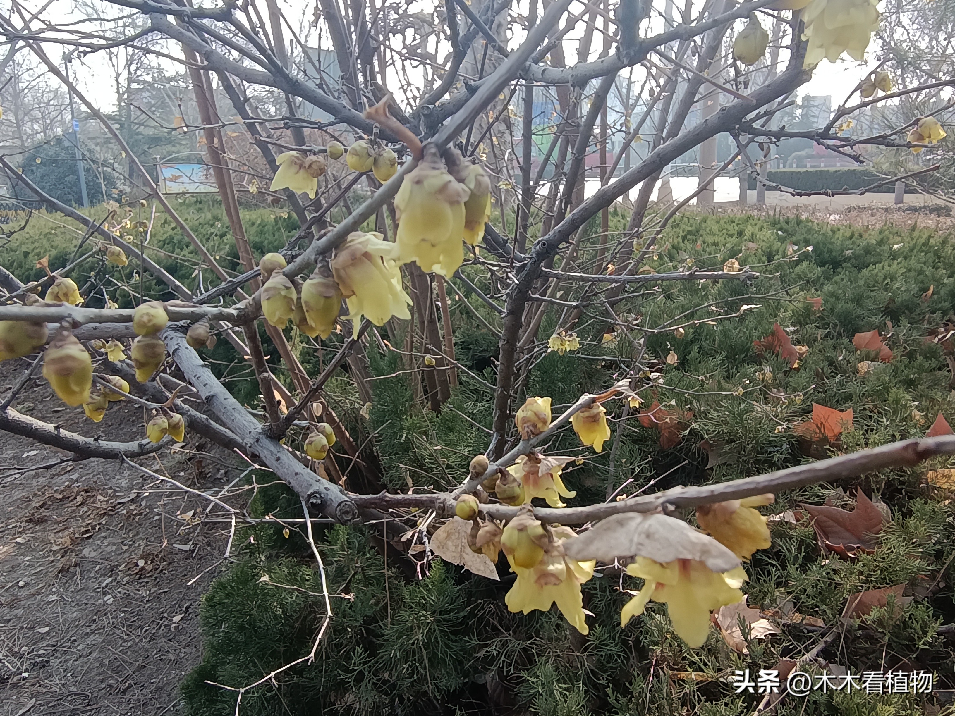 鑵婃鑺辩殑缁勮,鑵婃鑺辩殑缁勮杩囩▼