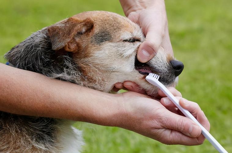 泰迪狗狗口臭什么原因,老年狗狗口臭是什么原因