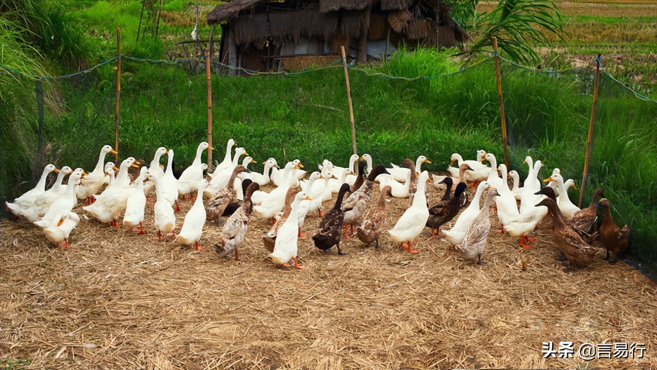 蛇怕什么植物驱蛇,蛇最怕什么在野外遇到蛇该怎么办